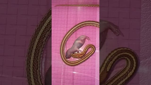 Кормление маисового полоза Катриеля. смотреть онлайн
