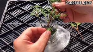 Размножение туи черенками. Укоренение туи в воде | САДОВЫЕ ДЕЛА