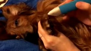 Стрижка лап и когтей таксы.