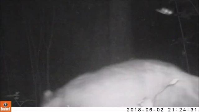 Записи с фотоловушек смотреть онлайн