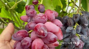 Виноград Казанова 13 августа 2024 год. Новороссийск, Краснодарского края.