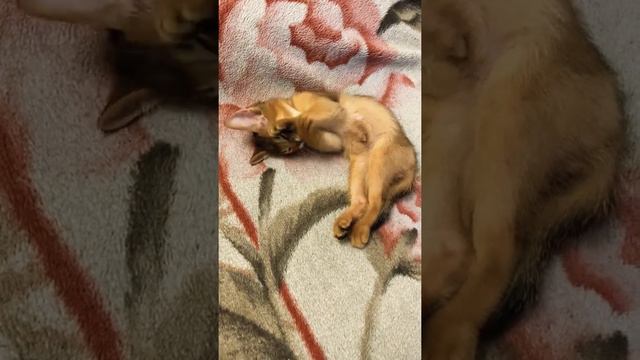 Абиссинский котенок