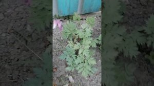 СОБИРАЕМ ЦВЕТЫ ДЛЯ ТРАВНИКА И ГЕРБАРИЯ ??