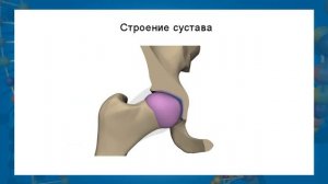 Соединение костей. Видеоурок по биологии 8 класс