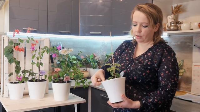 Бугенвиллия - уход в домашних условиях смотреть онлайн