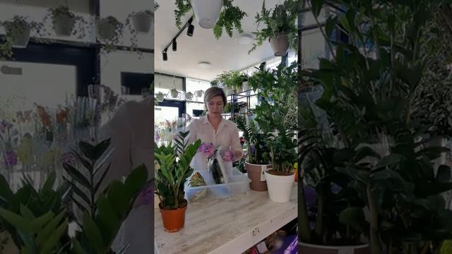 Замиокулькас или "долларовое дерево" смотреть онлайн