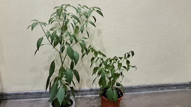 ОГОРОД НА ПОЛОКОНИКЕ. Выбор  перца.