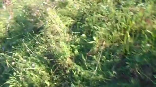 Почему на грушах красный лист? смотреть онлайн