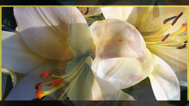 ✴️Песня " Лилии"✴️ смотреть онлайн