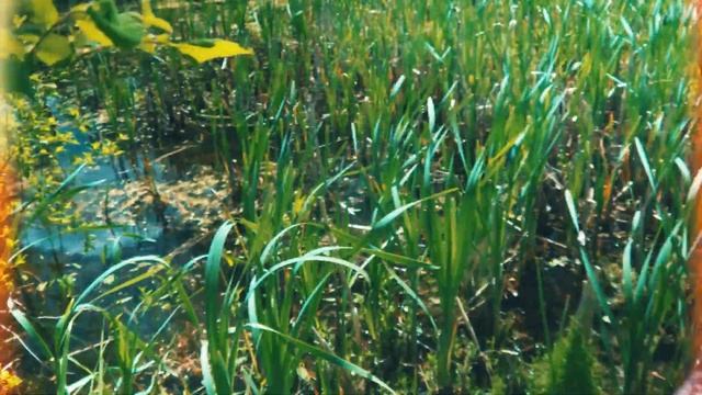 Рыбалка, самое лучшее место и ценные породы рыб смотреть онлайн