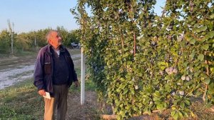 Как посадить сливовый сад по системе UFO: Секреты успешного урожая