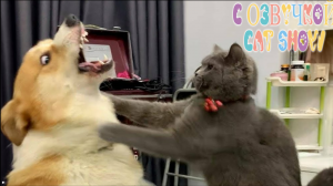 Приколы с котами С ОЗВУЧКОЙ ?  Самые ?смешные животные 2024