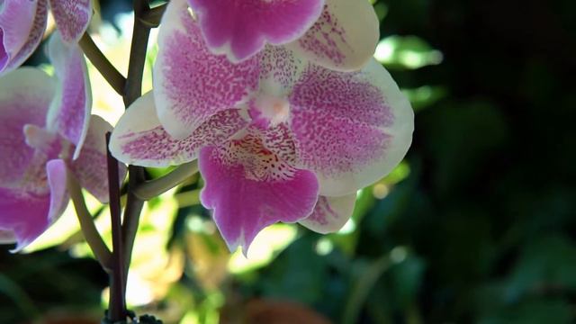 Новая жизнь, новая профессия, НОВЫЕ ОРХИДЕИ 🌸🤗 смотреть онлайн