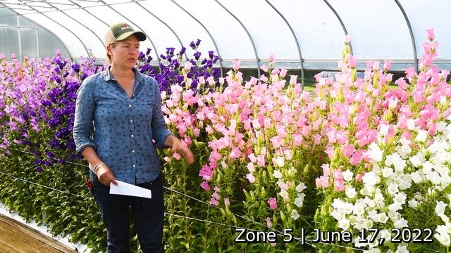 Overwinter Flower Tunnel : Campanula (Bellflower) смотреть онлайн