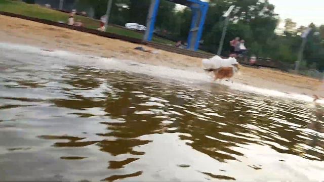 Шелти плавает | Самоед купается | Собаки в воде | Парк Северное Тушино смотреть онлайн