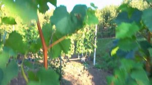 Виноград ГУРЗУФСКИЙ РОЗОВЫЙ: достоинства и недостатки /сахаристость на 16.09. и 26.09