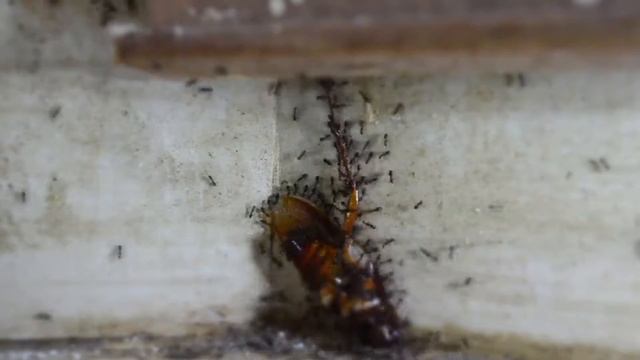 Муравьи против жука смотреть онлайн