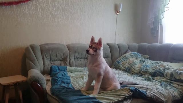 Реакция хаски Харди на себе подобного с телевизора;) смотреть онлайн