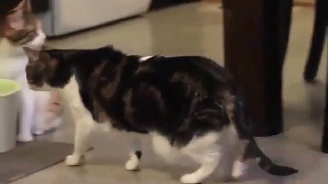 Питьевой фонтан для собак и кошек Hagen Catit CAT смотреть онлайн