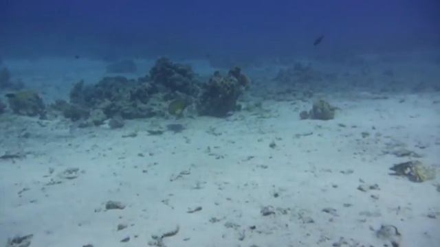 Urlaub in Hurghada 2015 Tel. 0101 311 7000, Diving bei Hakeem Teil 4 ! смотреть онлайн