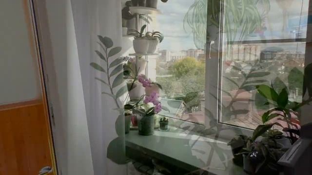 Мои комнатные растения сентябрь 2020 /House Plants September 2020/ смотреть онлайн