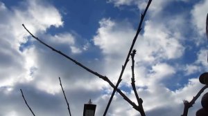 ОБРЕЗКА ЧЕРЕШНИ. Как формировать молодое дерево.