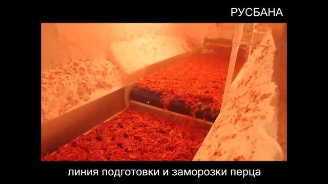 Линия подготовки и заморозки перца, подходящая для определенных сортов смотреть онлайн
