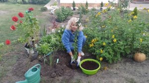 Как сажать гибискус сирийский. Гибискус сирийский, посадка и уход