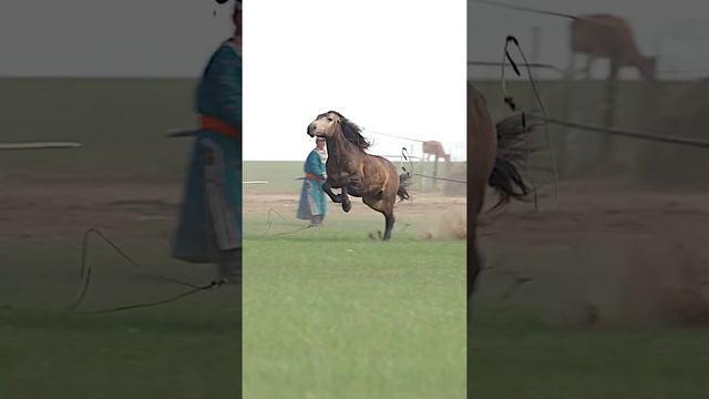Монгольская лошадь гвоздика верхом на лошади смотреть онлайн