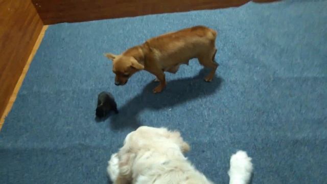 Angry Mother Dog Protects, Moves Her Puppies And Doesn't Let Big Dog Approach смотреть онлайн