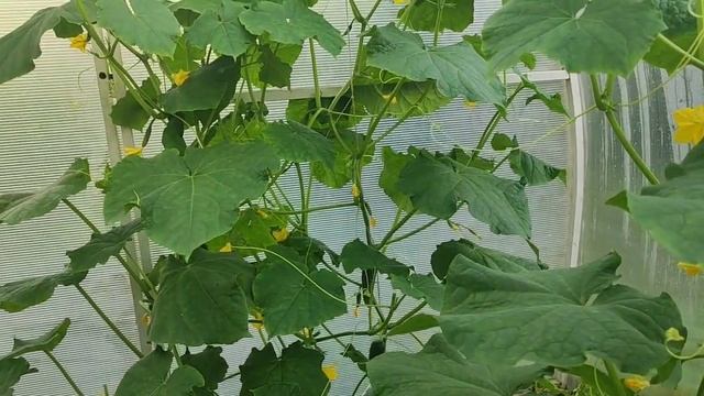 Огурцы от разных фирм/Огурцы в Сибири#влог#сибирь#огород#дача#огурцы#партнер#садыроссии#рассада смотреть онлайн