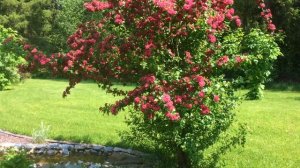 БОЯРЫШНИК ПАУЛЬ СКАРЛЕТ. ПОДРОБНЫЙ ОБЗОР. Дачный креатив.