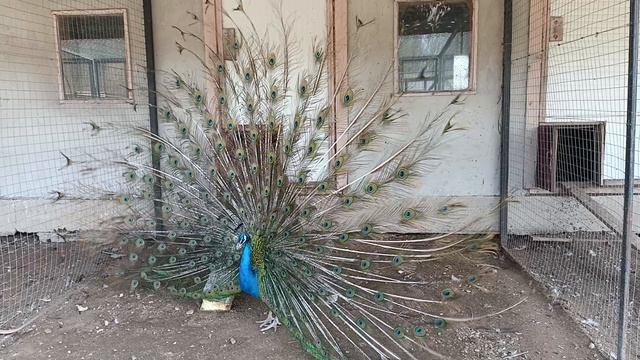 Павлин! Танец павлина. смотреть онлайн