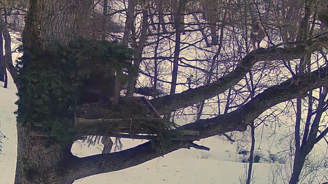 Kassikakk::Eagle Owl~ Hugo and Hanna come to the nest tree! Hanna enters the box ~4:40 pm 2024/01/2 смотреть онлайн