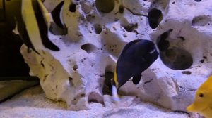 Морской аквариум  рыбник  300 литров