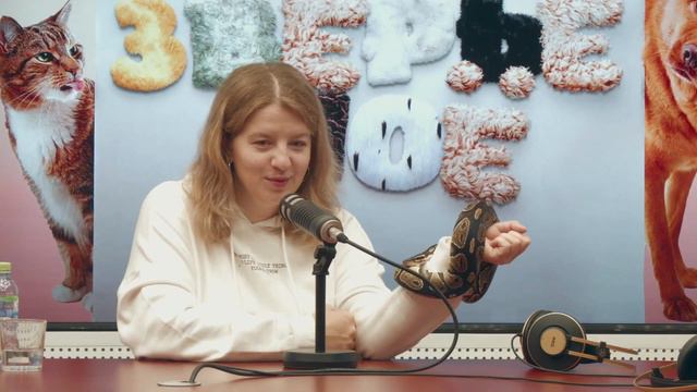 «Зверьё моё». Хладнокровные питомцы: тяжело ли содержать рептилий и пауков? смотреть онлайн