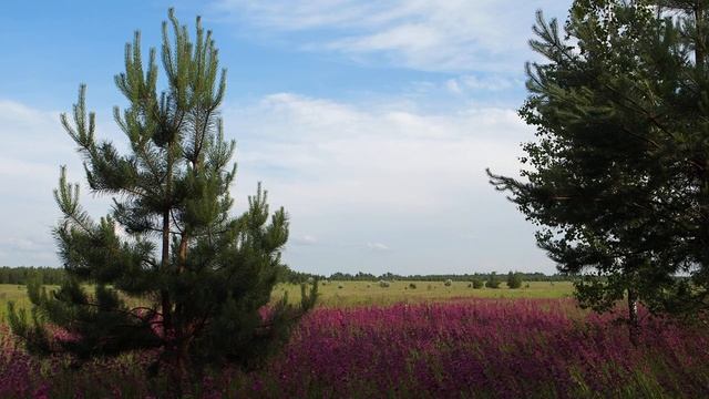 Смолка на лугу смотреть онлайн