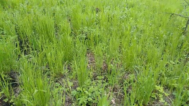 Вегетарианская Кухня