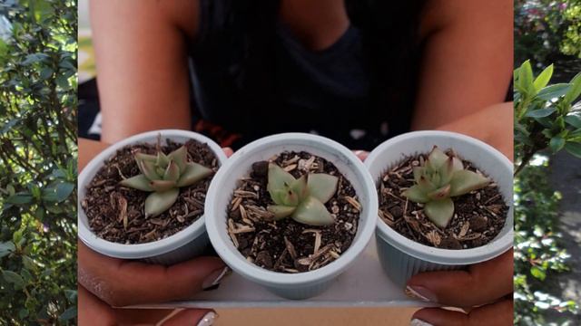 Echeveria agavoides ebony (Separación) смотреть онлайн