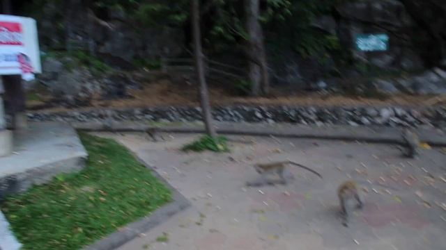 Обезьяны на горячих источниках Khao Chaison смотреть онлайн