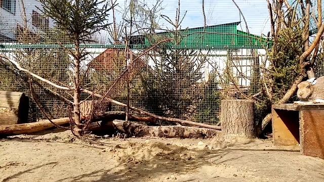 Самец зайца-беляка, звук во время брачных игр смотреть онлайн