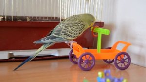 Волнистый попугай кашляет и выплевывает зерна