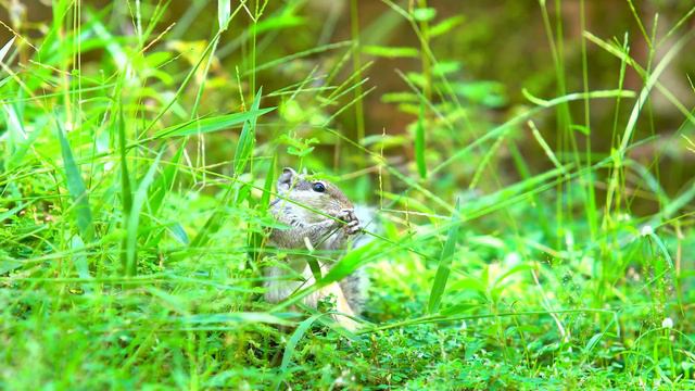 4K HDR 60fps Dolby Vision Животные