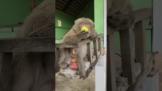 СМЕШНЫЕ КОТЫ, СОБАКИ И ДРУГИЕ ЖИВОТНЫЕ ???? FUNNY ANIMALS VIDEOS 2023 смотреть онлайн