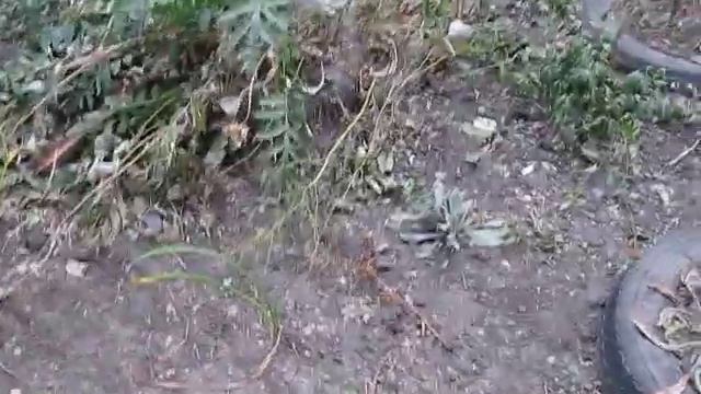 Бесстрашная крыса нападает на кота и людей смотреть онлайн