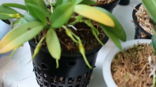 Trisetella hoeijeri смотреть онлайн
