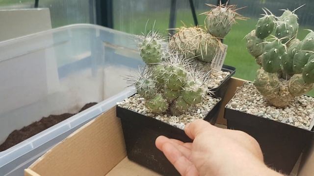 Любимый кактус сына.Тефрокактусы,опунция.Tephrocactus.360 смотреть онлайн