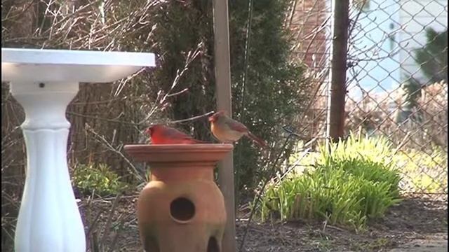Cardinal rouge - Northern Cardinals смотреть онлайн