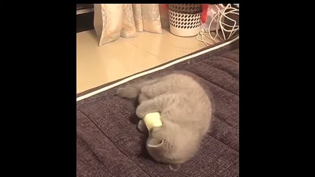 Игрушка для кошачьей мяты смотреть онлайн