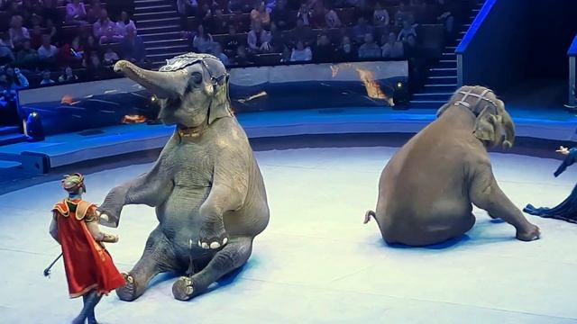 Новогоднее представление в цирке на Вернадском (джем) 06.01.2023 смотреть онлайн
